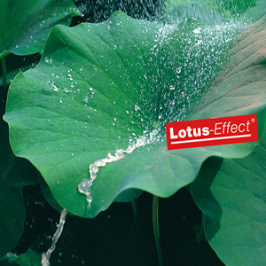 Peinture Effet Lotus